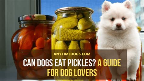 Can Dog Eat Pickles